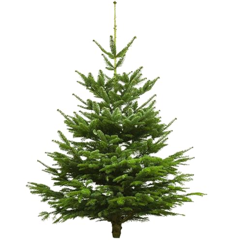 Echter Weihnachtsbaum - Nordmanntanne - frisch geschlagen Christbaum Tannenbaum (Tanne, 180-200 cm)